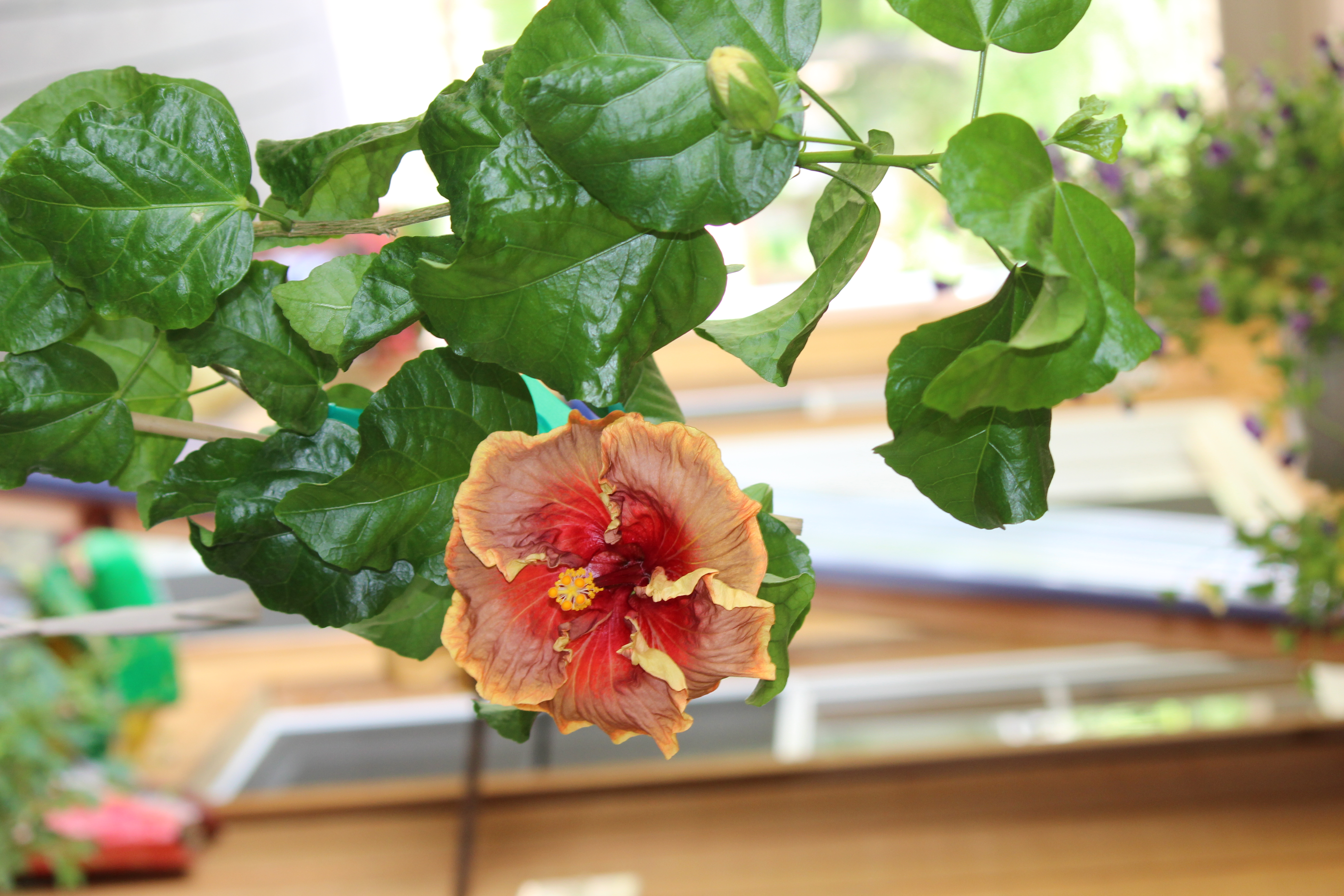 VOODOO MAGIC--black/brown hibiscus flower